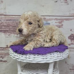 Olive - Apricot male Goldendoodle puppy in Grabill, Indiana from Rose's Doodles