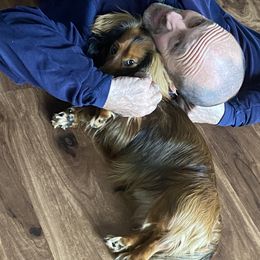 Dachshund Puppies from Aster Creek Kennel