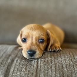 Eastwood - Red male Dachshund puppy in Brave, Pennsylvania from Maple Moon Dachshunds