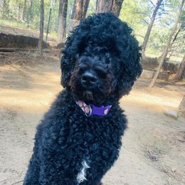 Kona  - Goldendoodle