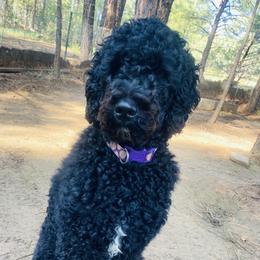 Kona  - Goldendoodle