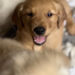 Golden Retriever Puppies from KnL Golden Acres