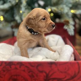 Comet - Dark golden male Golden Retriever puppy in Provo, Utah from Rocky Mountain Field Goldens