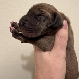 Badger - Merle male Great Dane puppy in Jerusalem, Arkansas from Mara Danes