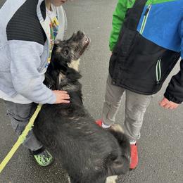 Gerry - Black and tan male Schnoodle puppy in Spokane, Washington from Crazy-Joy