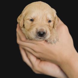 Tyler James - Golden male Golden Retriever puppy in Oregon from A Goldens First Love
