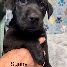 Sunny - Black female Labrador Retriever puppy in Sandpoint, Idaho from Allen Sunnyside AKC Labs