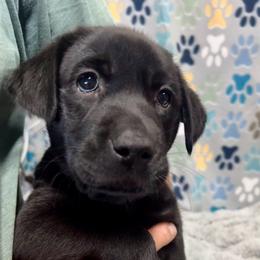 Sunny - Black female Labrador Retriever puppy in Sandpoint, Idaho from Allen Sunnyside AKC Labs