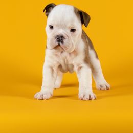 Bulldog Puppies from Darcy Dunn