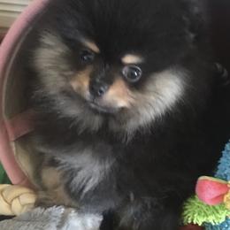 Pomeranian Puppies from Nikki’s lil Pomeranians