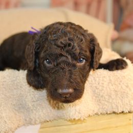 Purple collar - Chocolate male Labradoodle puppy in Grants Pass, Oregon from Oregon Valley Pups