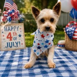 Gucci - Yorkshire Terrier