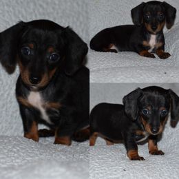 Dachshund Puppies from Bulldach Kennels AZ