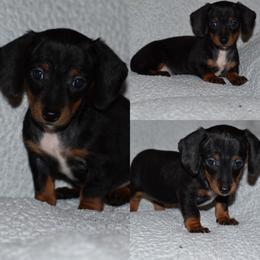 Dachshund Puppies from Bulldach Kennels AZ