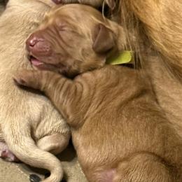 Lime collar - Dark golden male Golden Retriever puppy in Indianapolis, Indiana from ZuGolden Retrievers & Doodles