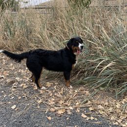 Bernedoodles and Pyredoodles from Washington Bernedoodles & Pyredoodles