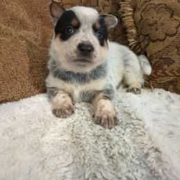 Bayou - Blue speckled male Australian Cattle Dog puppy in Mena, Arkansas from Red Desert Australian Cattle Dogs