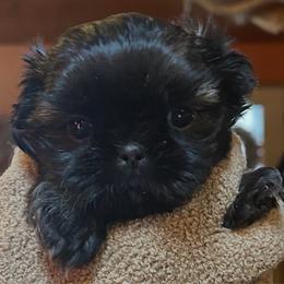 Iridessa - Red female Shih Tzu puppy in Nekoosa, Wisconsin from Brox Acres House of Fur LLC