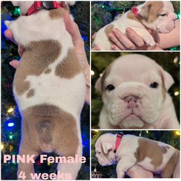 Bulldog Puppies from Hayzlett Family English Bulldogs