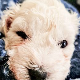 Bichon Frises from Bennett's Bichons