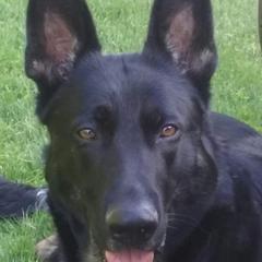 My-Ahh - German Shepherd