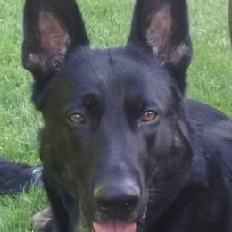 My-Ahh - German Shepherd