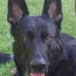 My-Ahh - German Shepherd