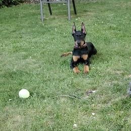 Doberman Pinscher Puppies from Jensen Dobermans