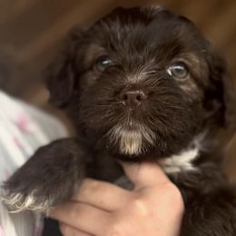 Havanese from Natalie’s Havanese