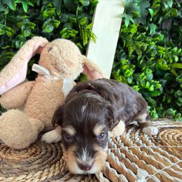 Delilah - Liver female Miniature Schnauzer puppy in Hemet, California from Journee Home Mini Schnauzers