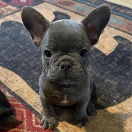 Brown collar - Blue male French Bulldog puppy in Livingston, Texas from Drake Home Frenchies
