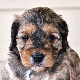 Blue - Sable male Cavapoo puppy in Georgetown, Texas from Mc Doodles of Texas LLC