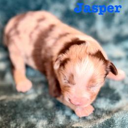 Jasper - Red merle male Miniature Australian Shepherd puppy in Howe, Oklahoma from Lockhart’s Double M Mini Aussies