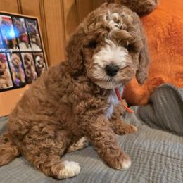 Bernedoodle and Goldendoodle Puppies from 4goldendoodles