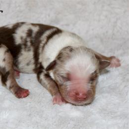 Ryder - Red merle male Miniature Australian Shepherd puppy in Paris, Texas from Kuttin’ Up Mini Aussies