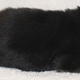 Boy 3 - male German Shepherd puppy in Claysville, Pennsylvania from Von Kunstlerisch