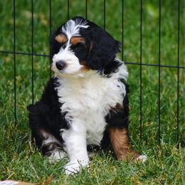 Blue boy - Tri-color male Bernedoodle puppy in Waukesha, Wisconsin from Bernedoodle Boutique (and Cavapoos)