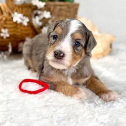Red boy - Merle male Bernedoodle puppy in Waukesha, Wisconsin from Bernedoodle Boutique (and Cavapoos)