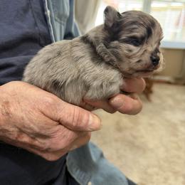 Snoopy - Black and tan male Companion Cross puppy in Milan, Indiana from Heartland Pomeranians and Chihuahuas