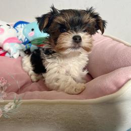 Stunning Small Parti Coloration Female - Parti female Yorkshire Terrier puppy in Benson, Arizona from Happy Tails Yorkies