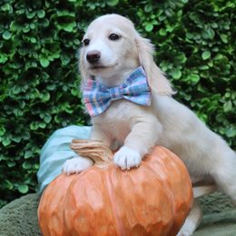 Twinkle ( Cream Pieball Male ) - Cream male Dachshund puppy in Woodbine, Georgia from Bowdachs Cream Pies