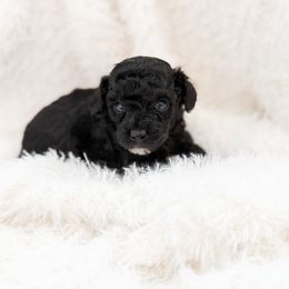 Cash - Black male Poodle puppy in Chapel Hill, North Carolina from Cyndi’s Poodles