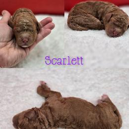 Girl 3 - Red female Bernedoodle puppy in Summerville, South Carolina from Channys Doodles