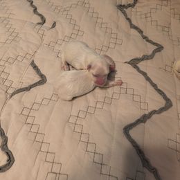 Kash - White male Maltese puppy in Walker County, Georgia from Heltons Little Gems
