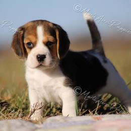 AKC ' Bentley' - Black tan and white male Beagle puppy in Lamar, Missouri from Marti Acres ~ Boston Terrier & Beagles