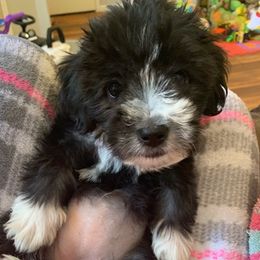 Maltipoos from Cochran’s Maltipoo’s
