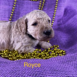 Poodle Puppies from Shepherd's Run Aussies and Poodles