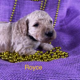 Poodle Puppies from Shepherd's Run Aussies and Poodles