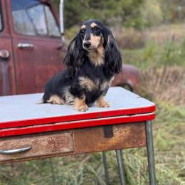 Rocket - Dachshund