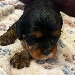 Niles - Black and tan male Cavalier King Charles Spaniel puppy in Paulden, Arizona from Nine Mile Cavaliers